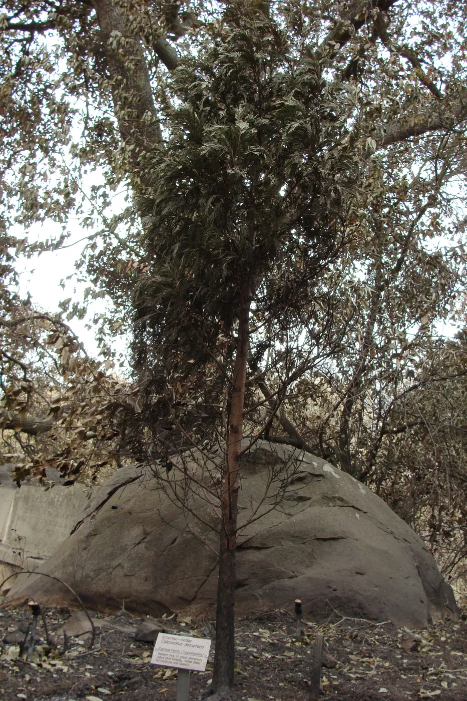 burned Incense Cedar, Santa Barbara Botanic Garden, after the Jesusita Fire