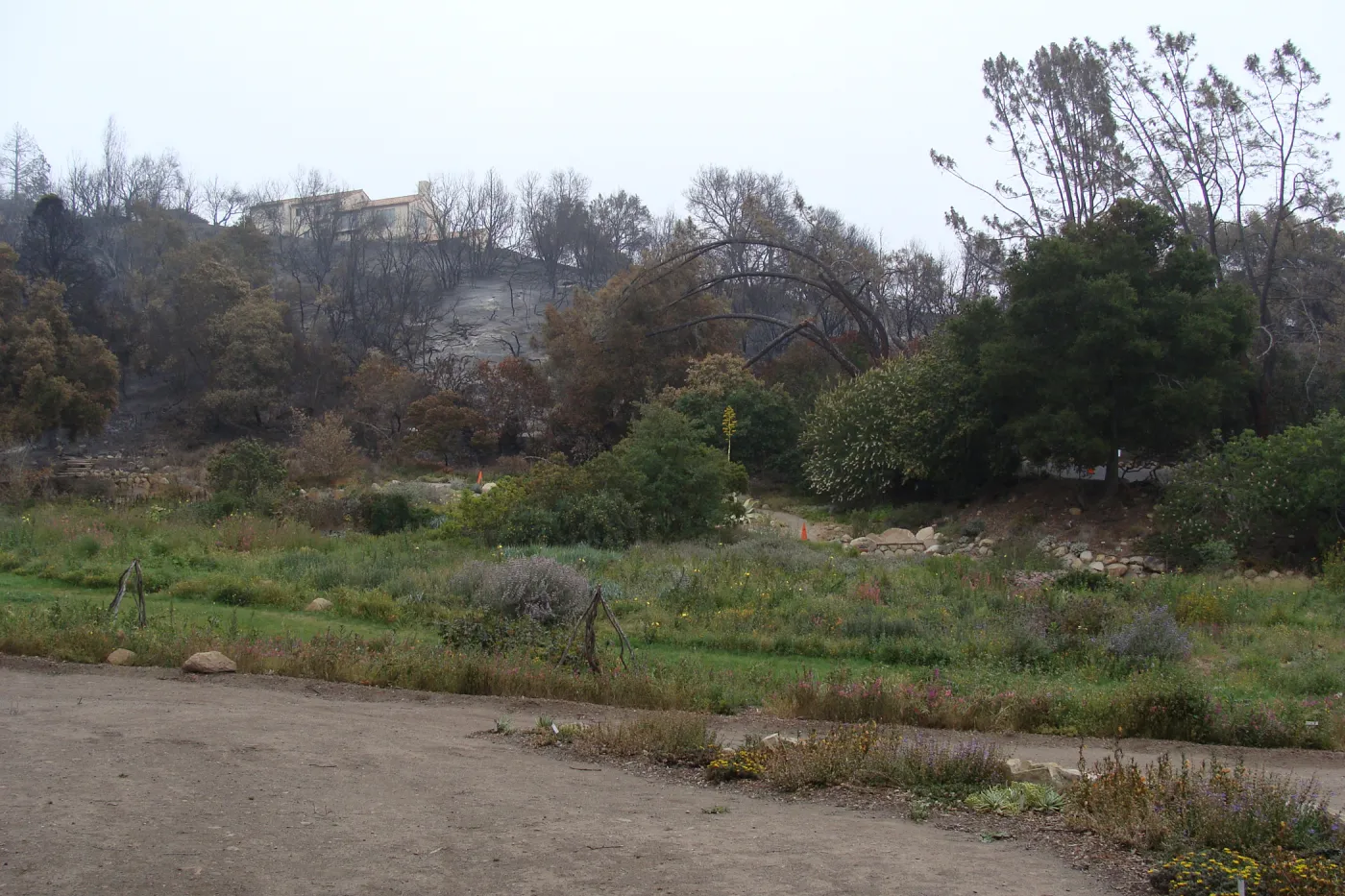 Meadow and burned slope along Mission Canyon Road, Santa Barbara Botanic Garden, after the Jesusita Fire