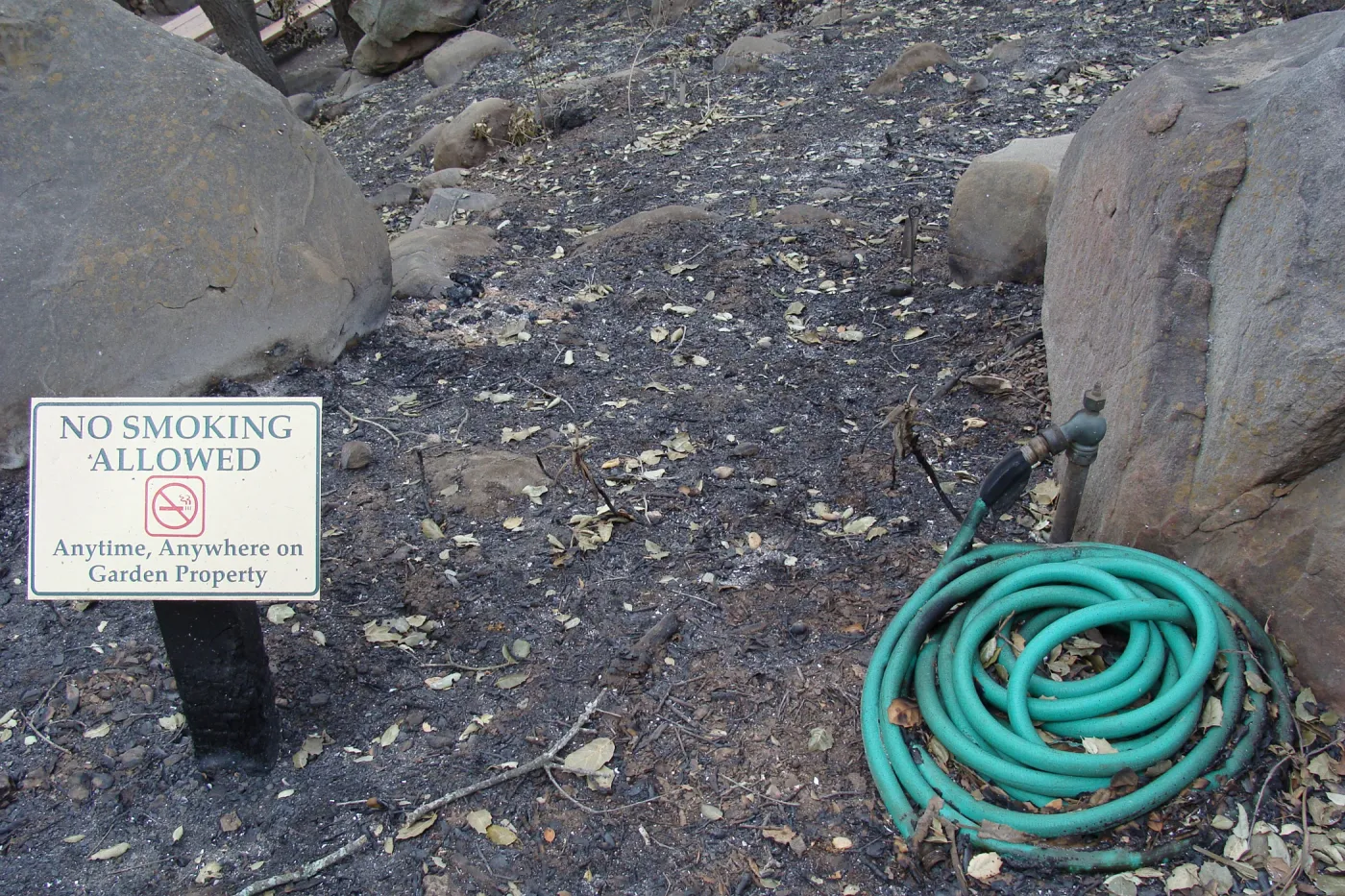 melted garden hose, Santa Barbara Botanic Garden, after the Jesusita Fire