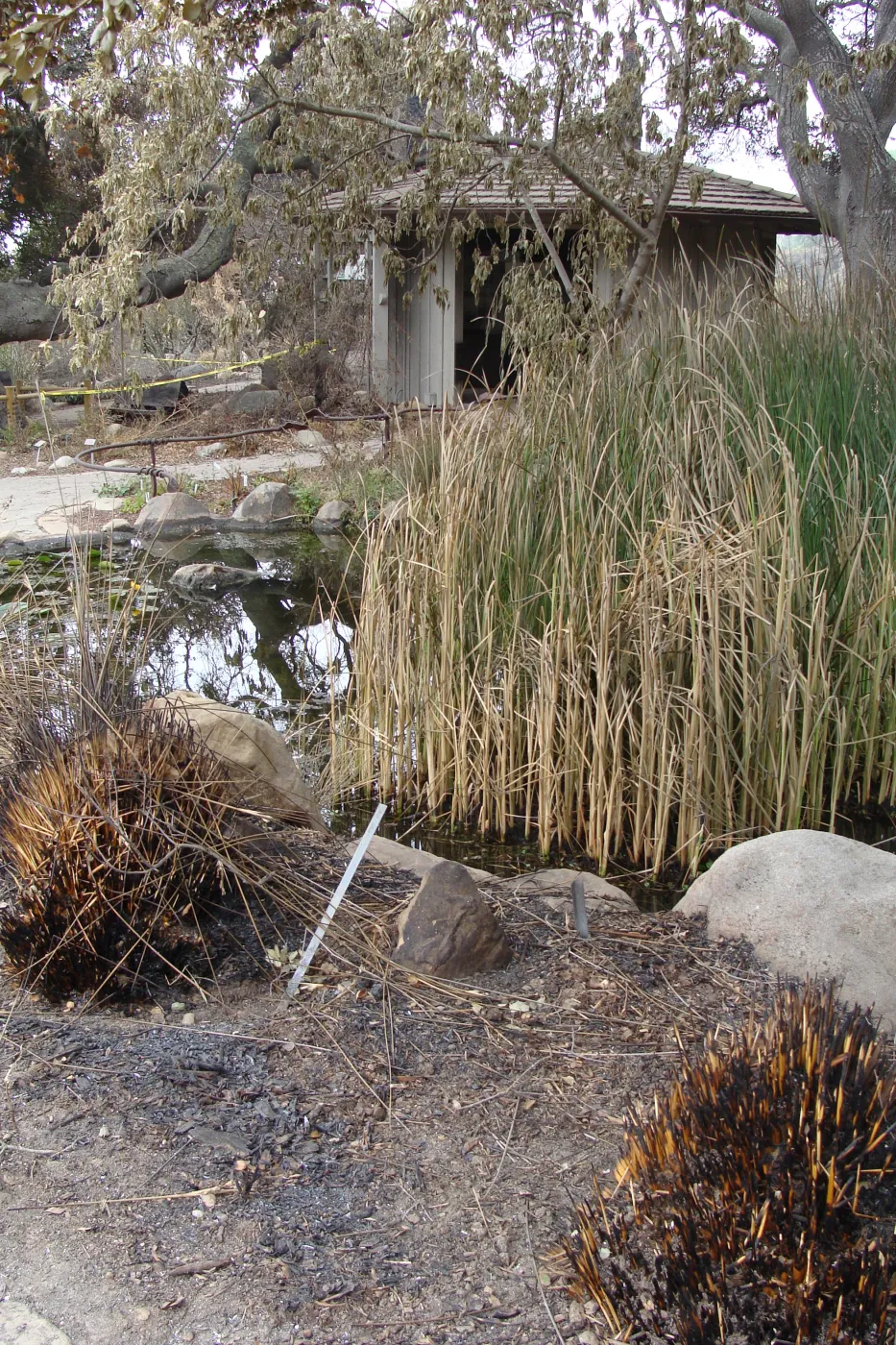 fire singed Pond and Information Kiosk, Santa Barbara Botanic Garden, after the Jesusita Fire
