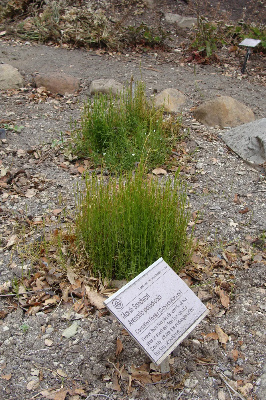 fire singed Arenaria paludicola, Conservation Garden, the Santa Barbara Botanic Garden, after the Jesusita Fire