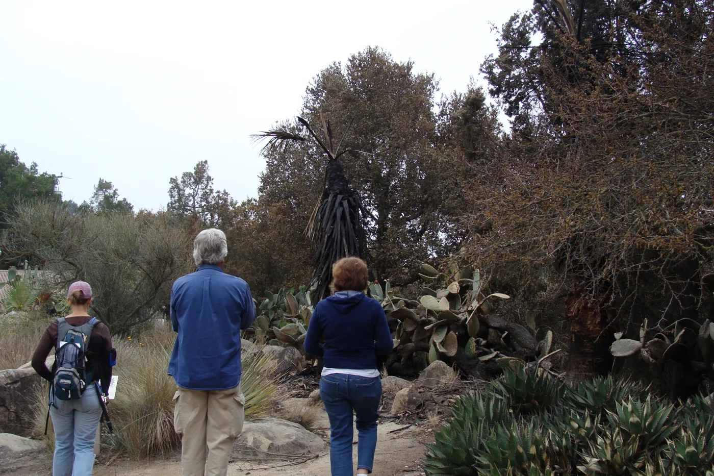 staff surveying the damage in the Desert Section, Santa Barbara Botanic Garden, after the Jesusita Fire
