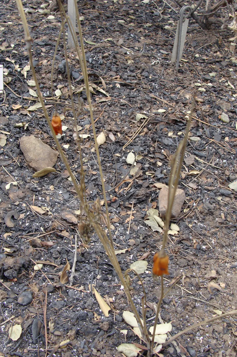 fire singed poppies on the Porter Trail, Santa Barbara Botanic Garden, after the Jesusita Fire