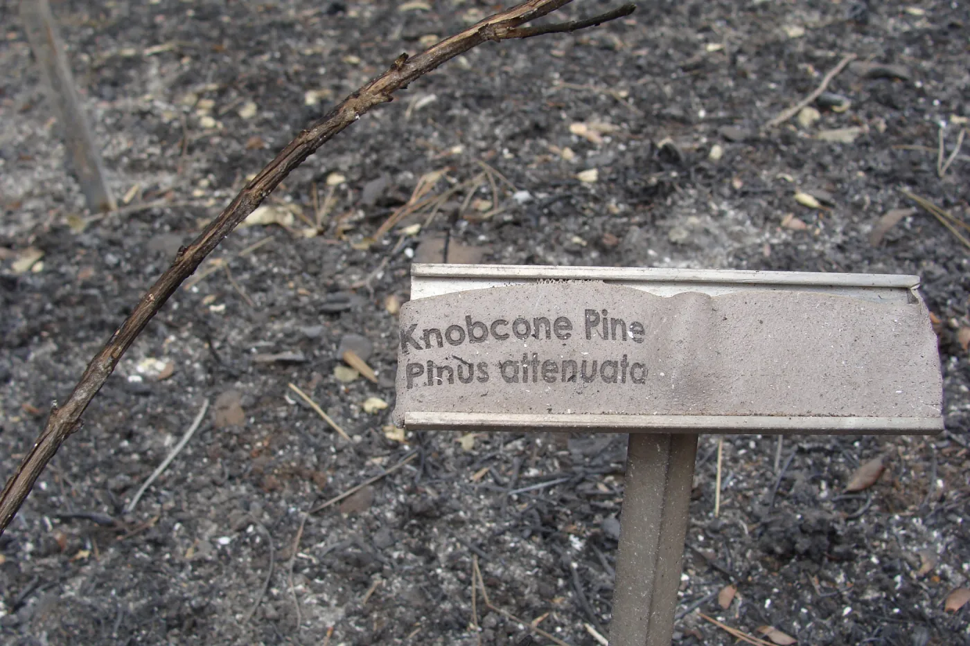 melted plant identification label, after the Jesusita Fire