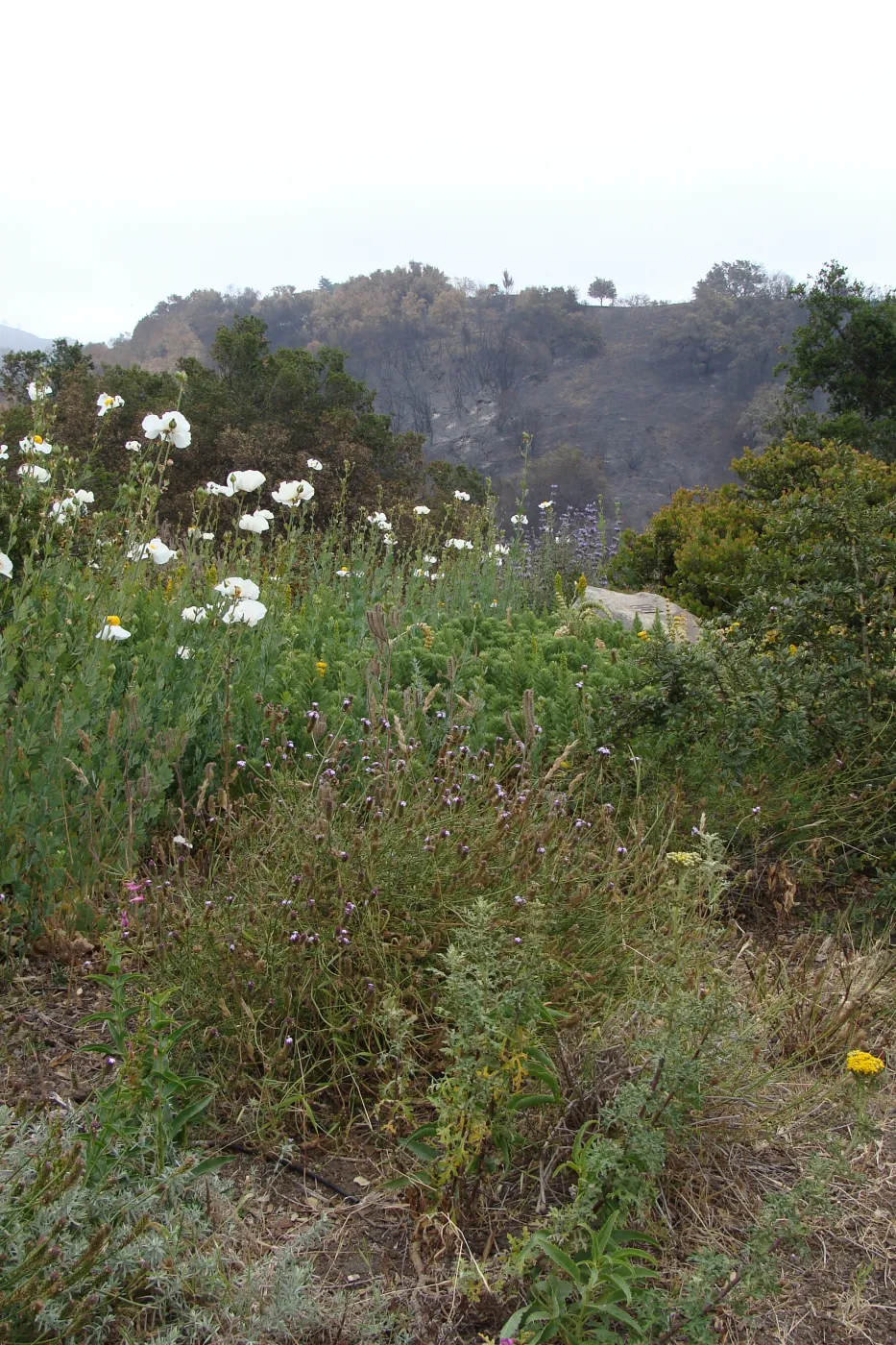 viewing the burned East Slope from the Porter Trail, after the Jesusita Fire