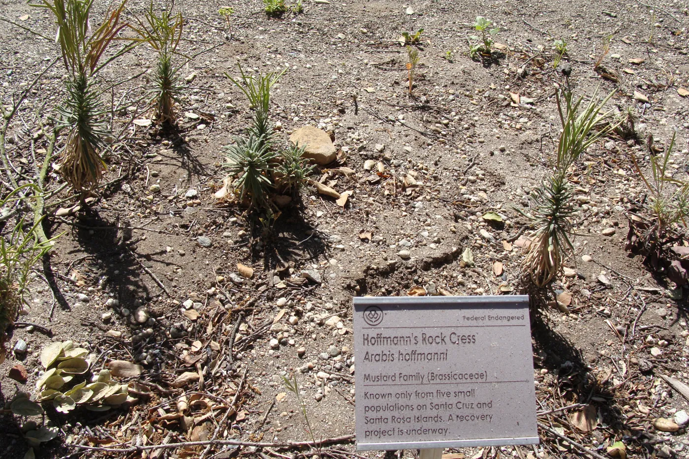 Arabis hoffmannii in the Conservation Display, after the Jesusita Fire