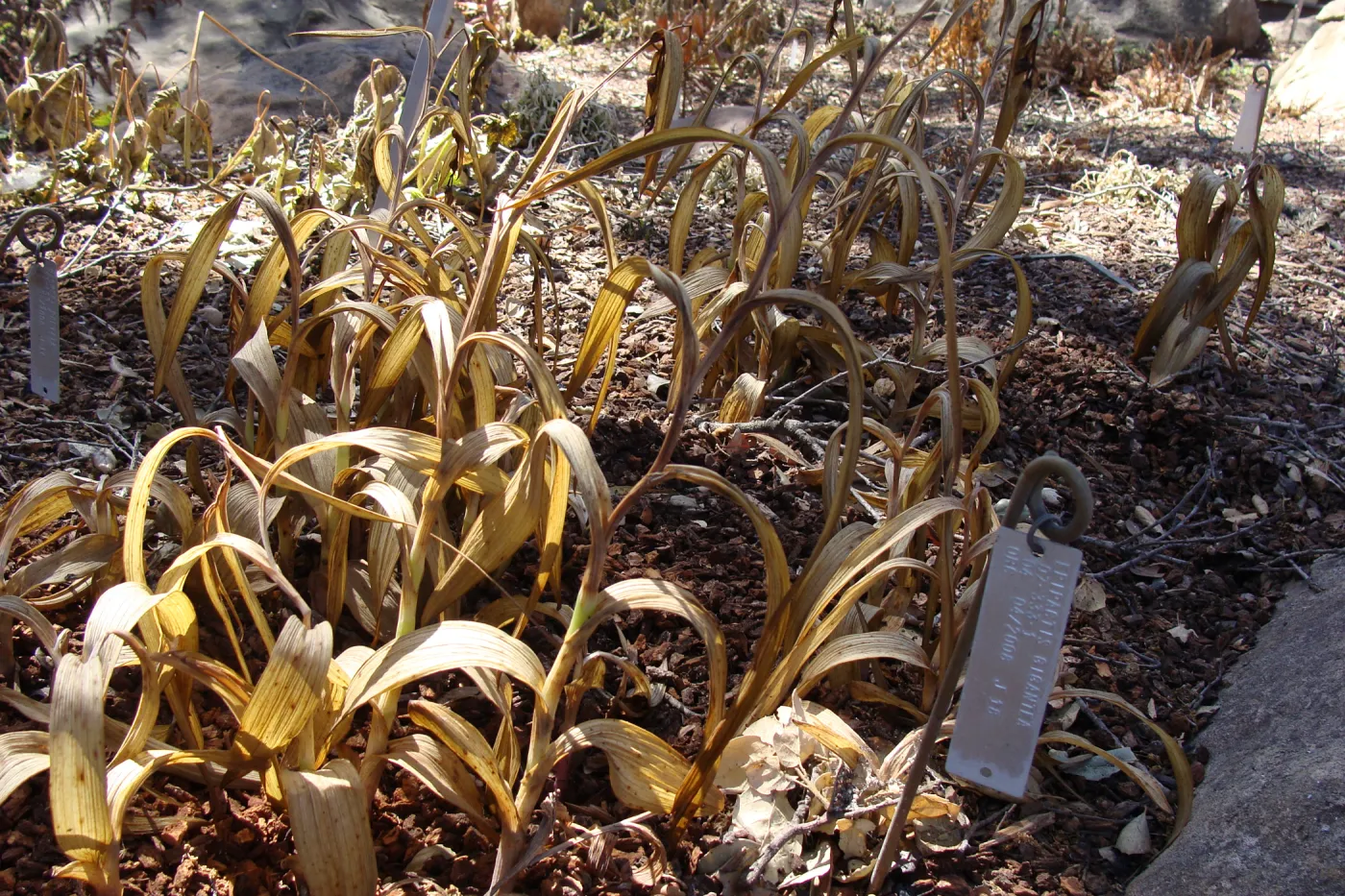 Epipactis gigantea, in the Orchid Display, after the Jesusita Fire