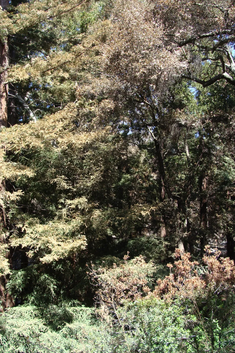 viewing the heat-singed Coast Redwood canopy , after the Jesusita Fire