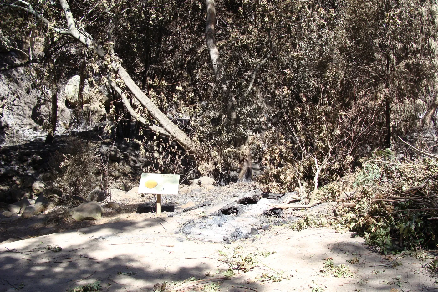 burned remains of the Redwood Cross-section Exhibit, after the Jesusita Fire