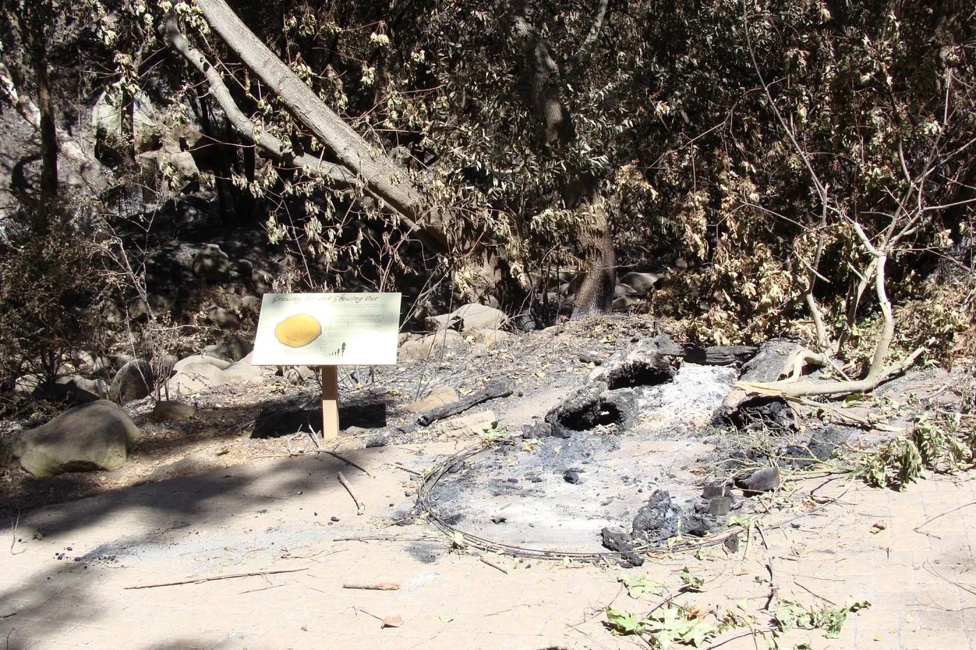 burned remains of the Redwood Cross-section exhibit, after the Jesusita Fire