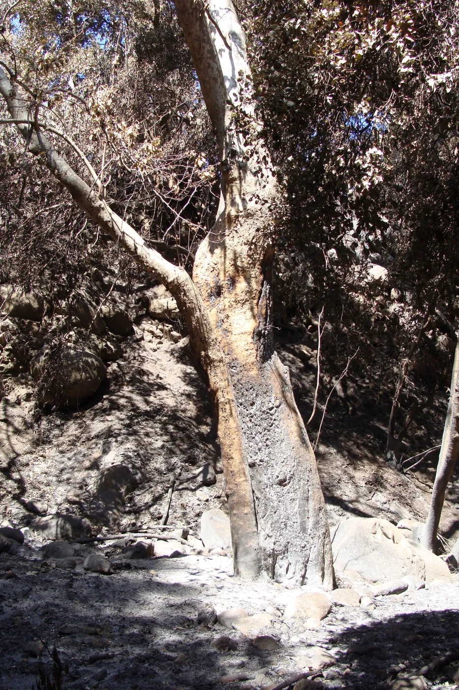 burned tree in Mission Creek corridor, Santa Barbara Botanic Garden, after the Jesusita Fire