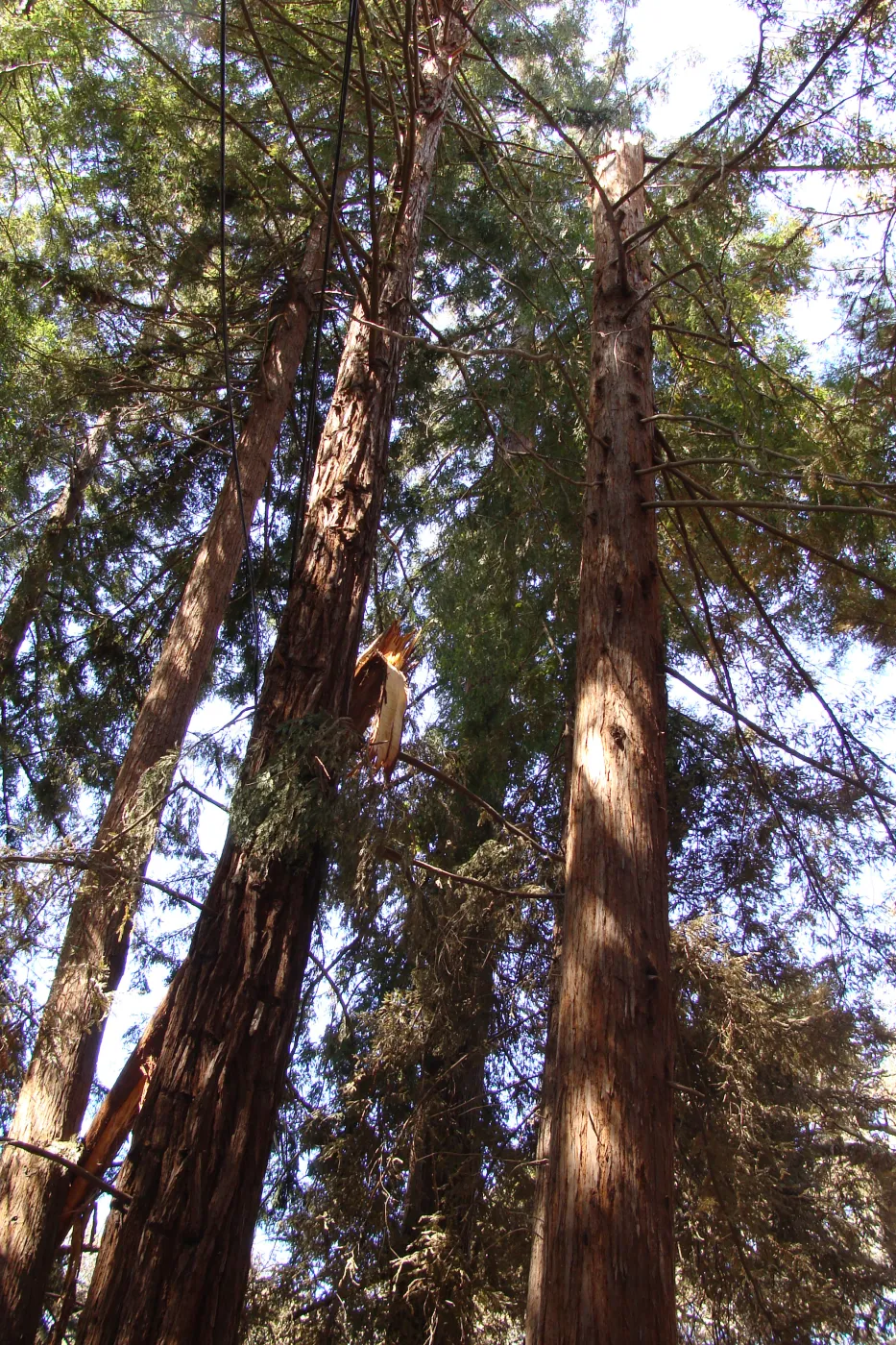 broken branch in the Coast Redwood canopy, after the Jesusita Fire