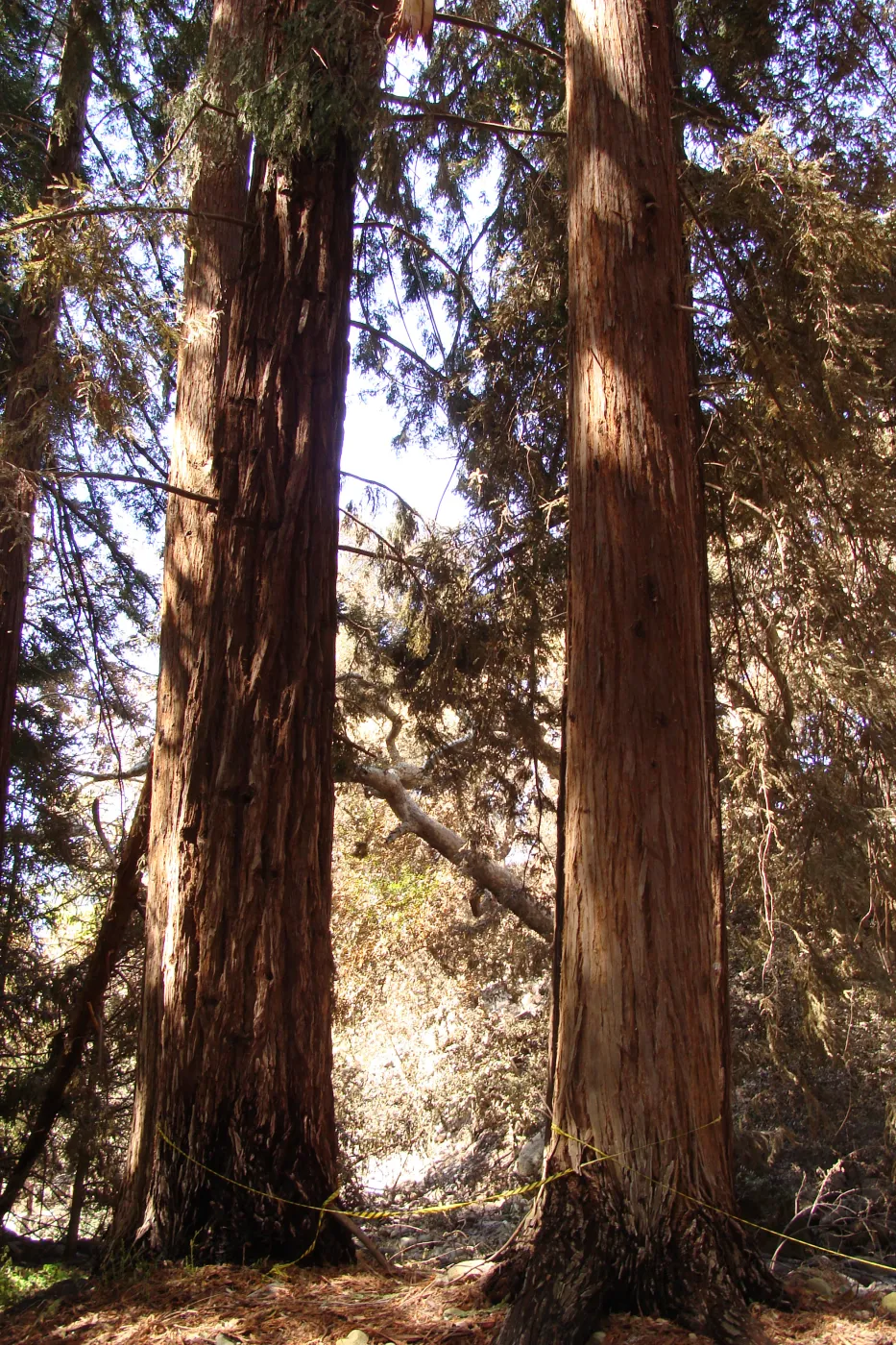 heat-singed Coast Redwoods in the Redwood Section, after the Jesusita Fire