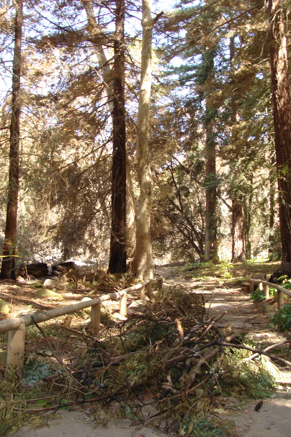 heat-singed trees and debris in the Redwood Section, after the Jesusita Fire (Coast Redwood)