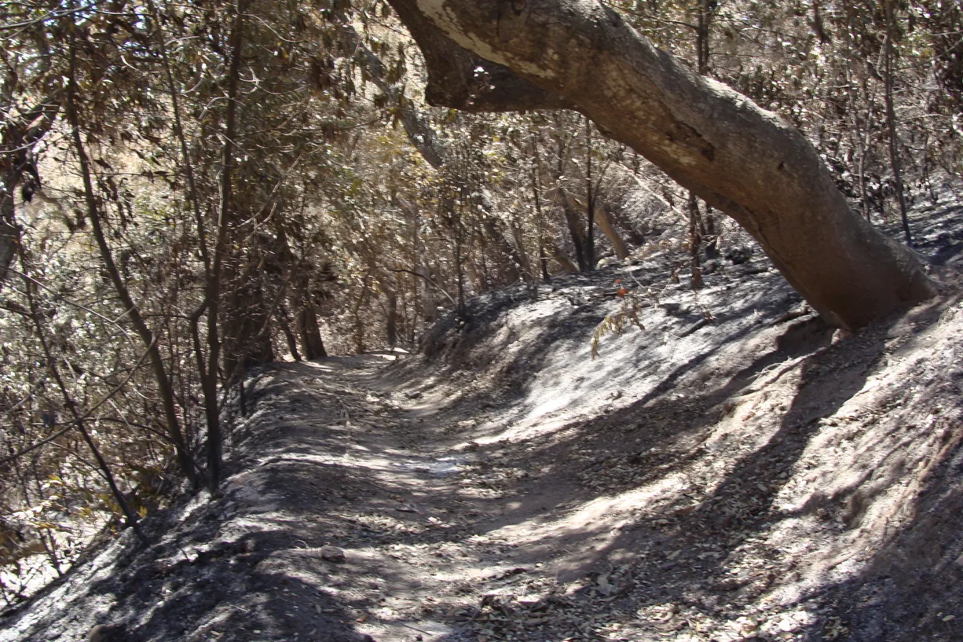 Pritchett Trail, after the Jesusita Fire