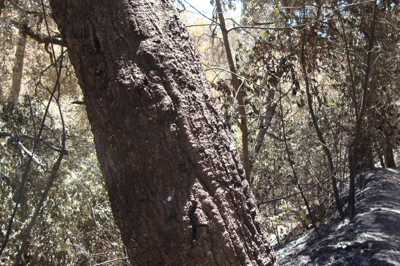 burned tree trunk along the Pritchett Trail, after the Jesusita Fire