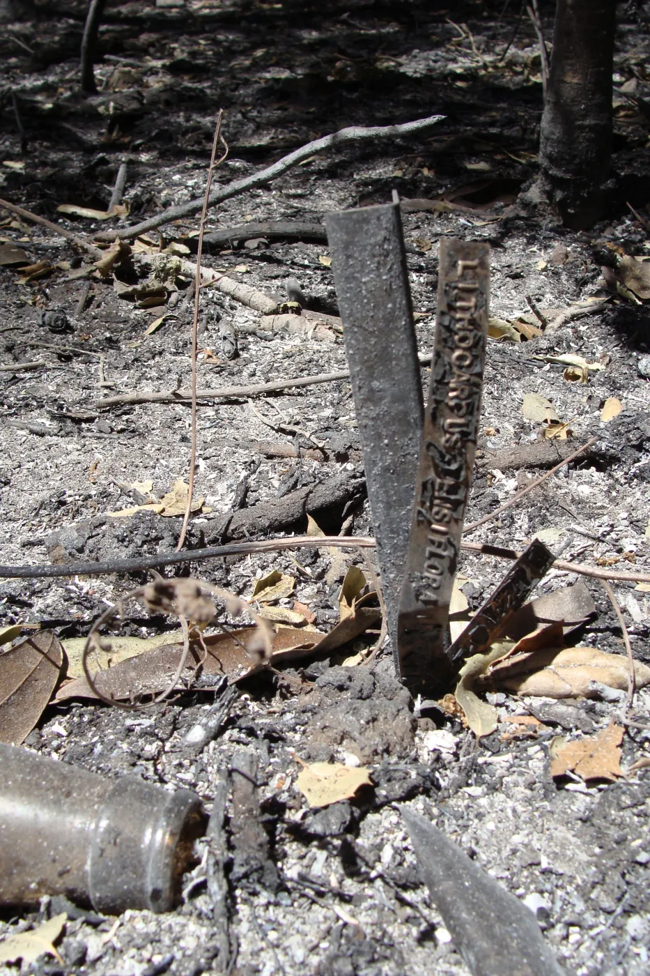 ash and debris, burned plant identification label, after the Jesusita Fire