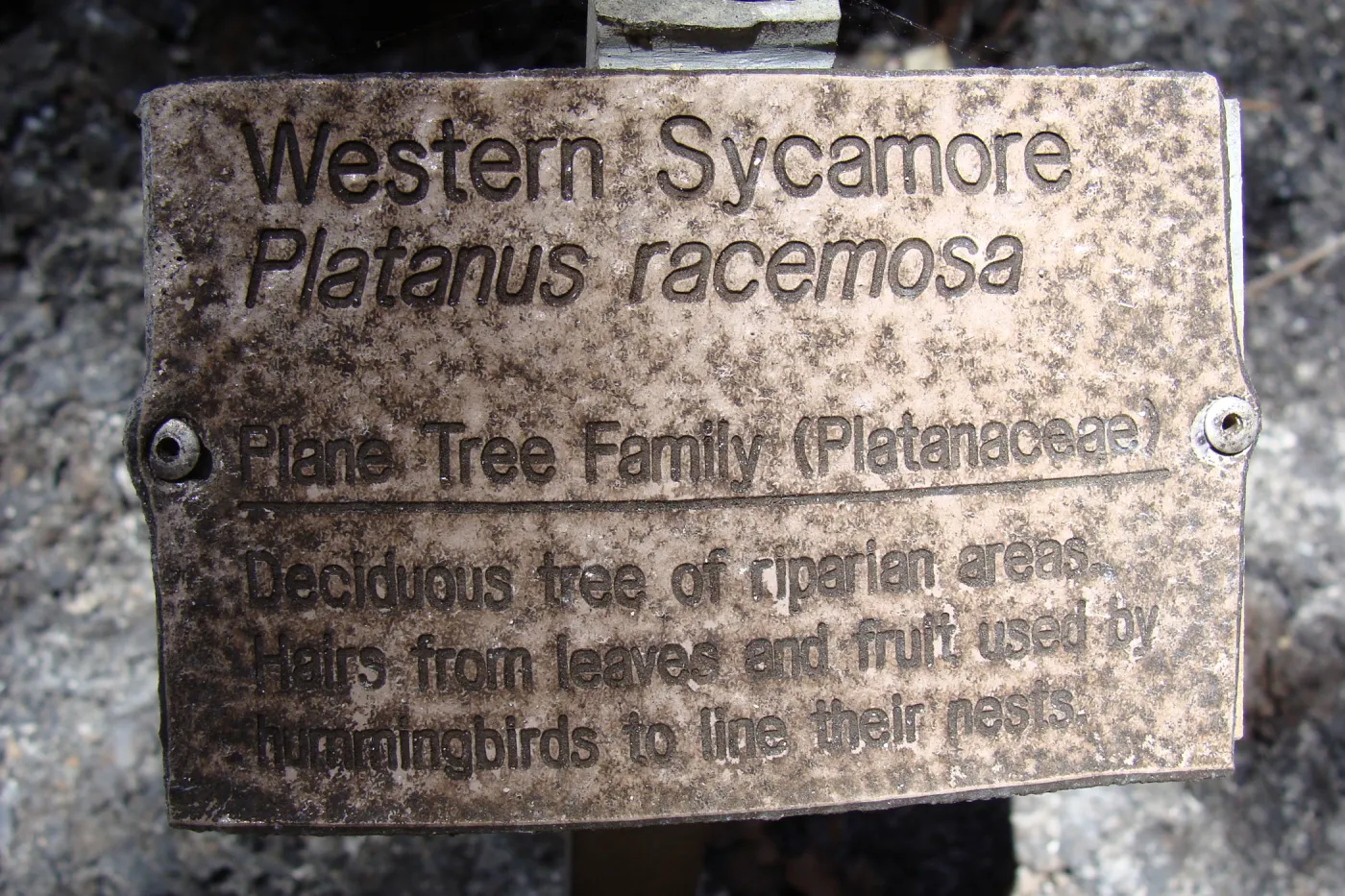 burned public plant identification label, after the Jesusita Fire