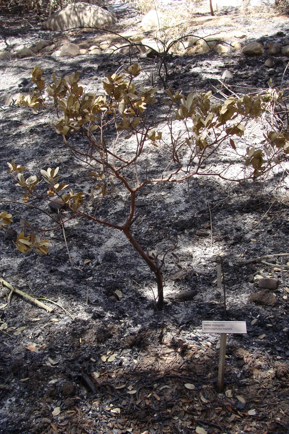burned Island Manzanita in the Island Section, after the Jesusita Fire