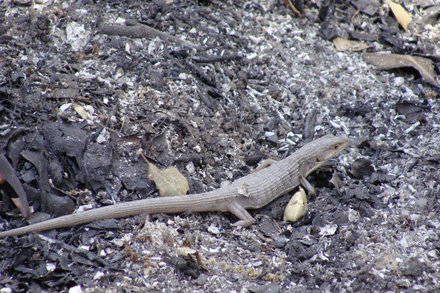 lizard amongst fresh ash, Island Section, Santa Barbara Botanic Garden, after the Jesusita Fire