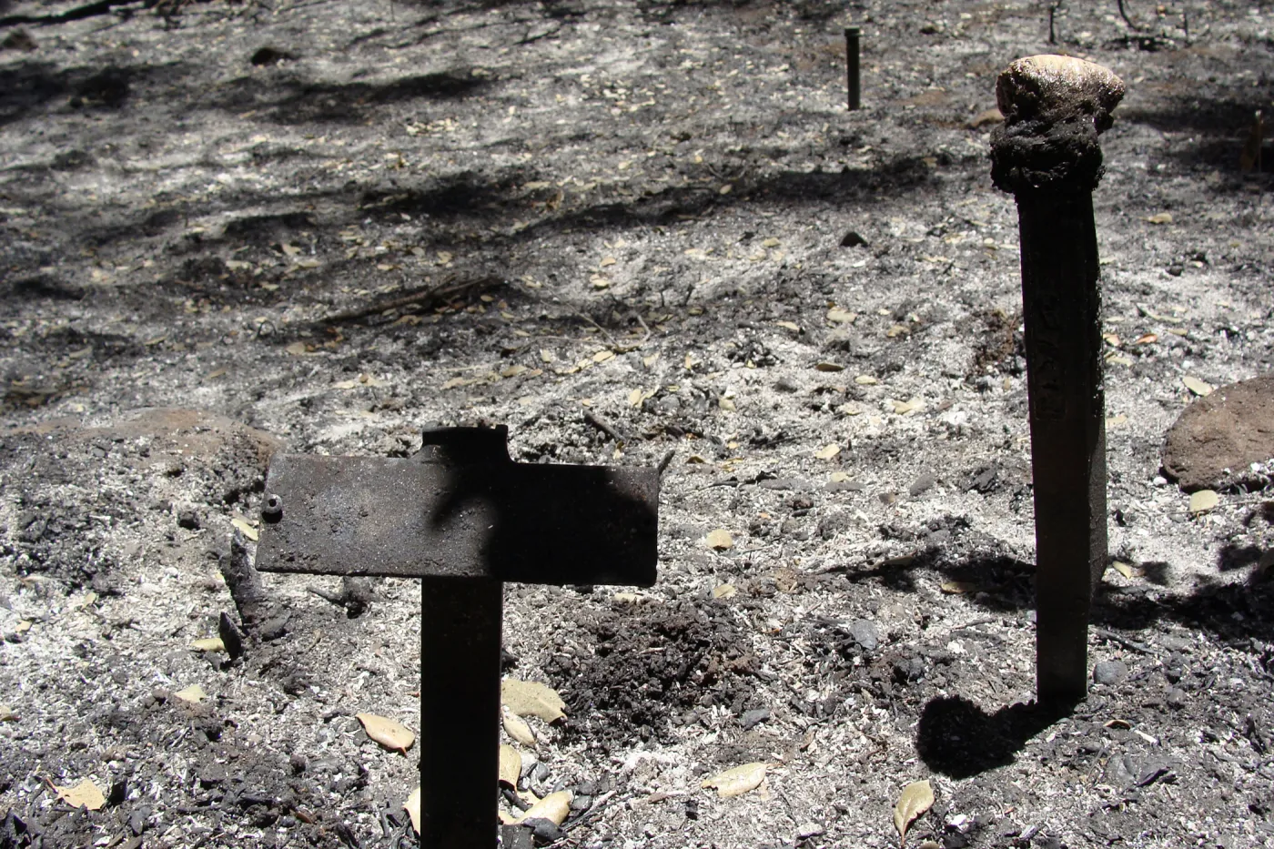 burned plant identification labels in the Island Section, after the Jesusita Fire