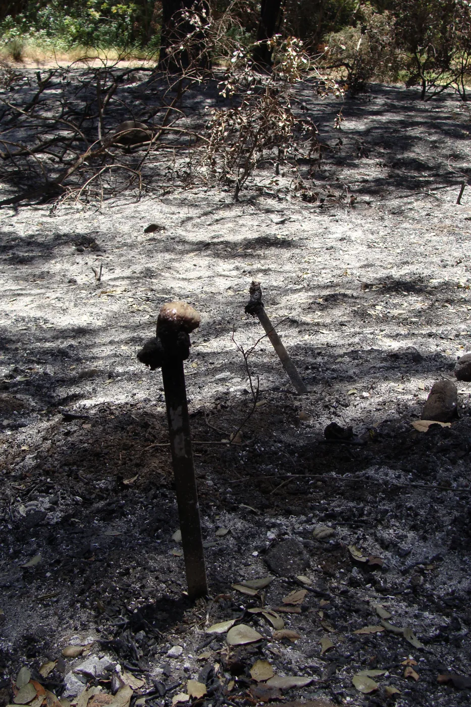 burned plant identification labels in the Island Section, after the Jesusita Fire