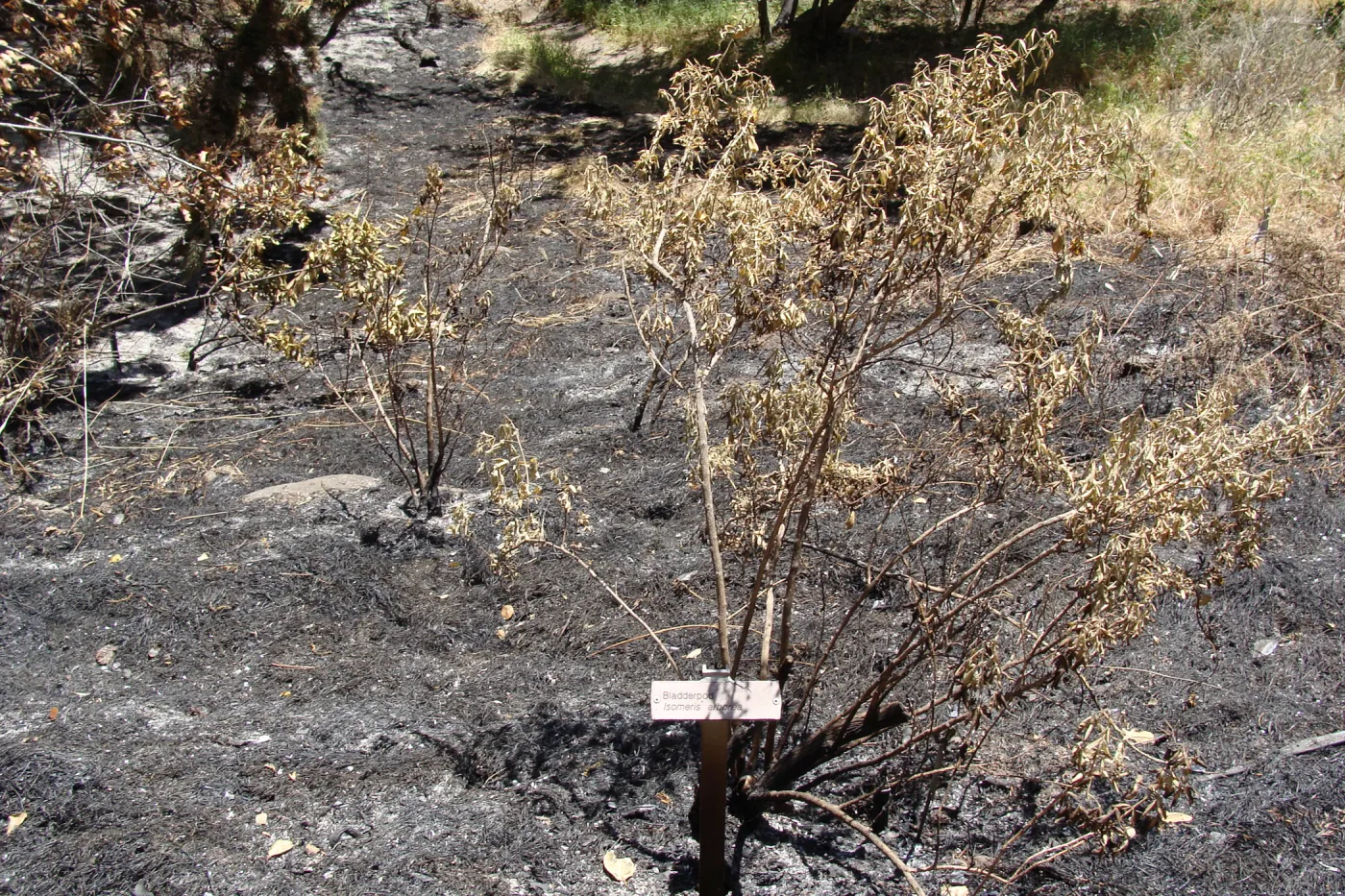 burned Isomeris arborea in the Island Section, after the Jesusita Fire