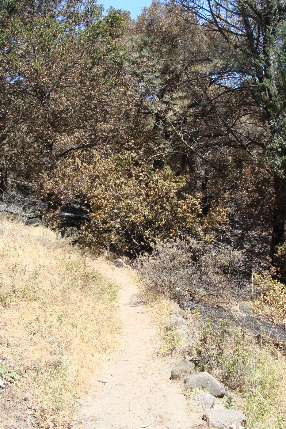 easton Aqueduct Trail, where the fire stopped, adjacent to the Island Section, after the Jesusita Fire