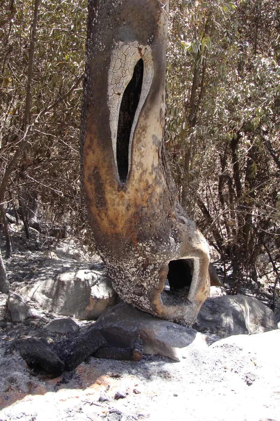 Sycamore tree trunk hollowed out by fire, after the Jesusita Fire