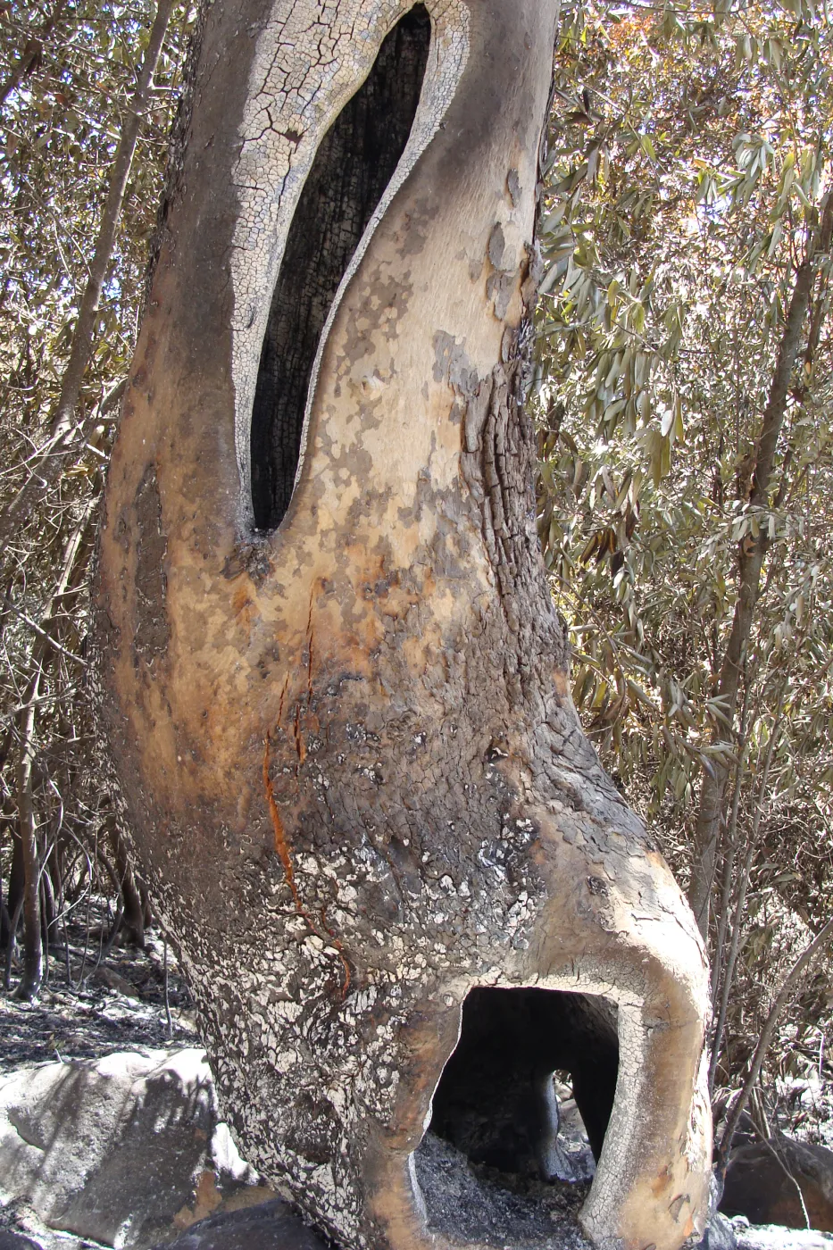 Sycamore tree trunk hollowed out by fire, after the Jesusita Fire