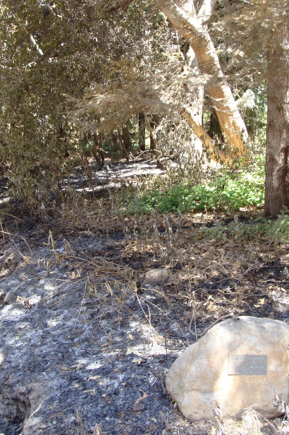 ash in the Redwood Section, after the Jesusita Fire