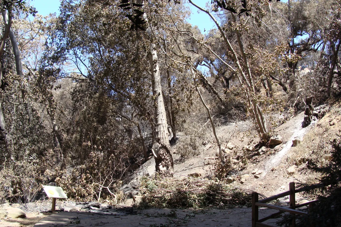 Mission Canyon slope above the Redwood Section and Mission Creek, after the Jesusita Fire