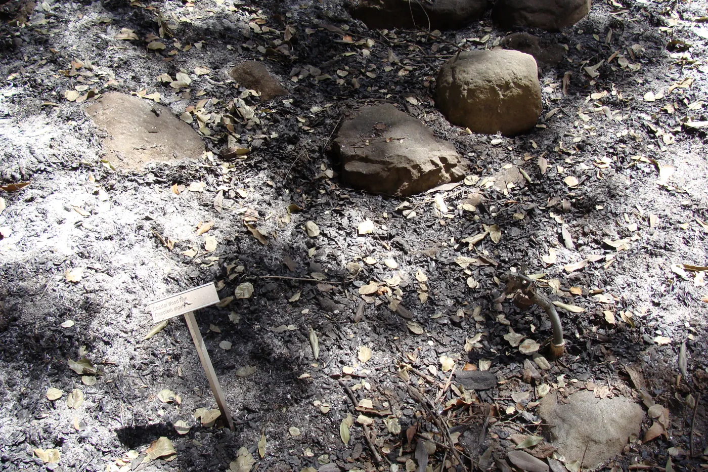 burned vegetation display along the Woodland Trail section, after the Jesusita Fire