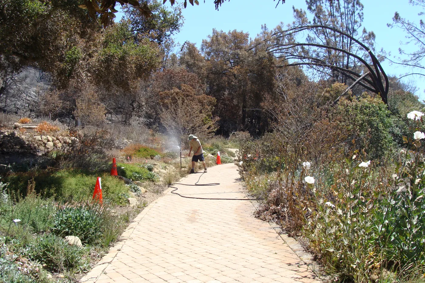 turning on an overhead sprinkler in the Meadow View display, after the Jesusita Fire