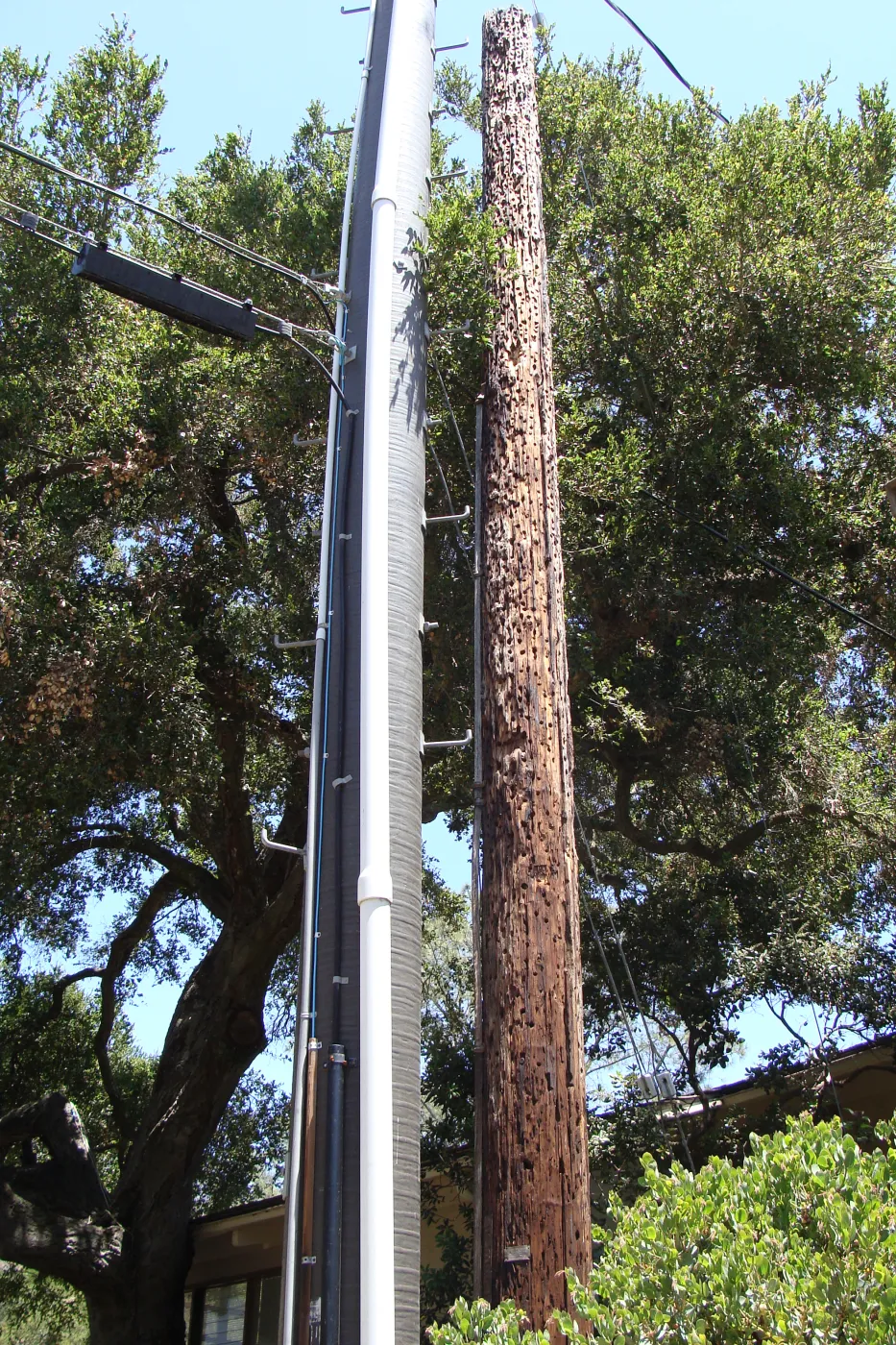 new power pole and old wooden pole, acorn granary, adjacent to the Herbarium building