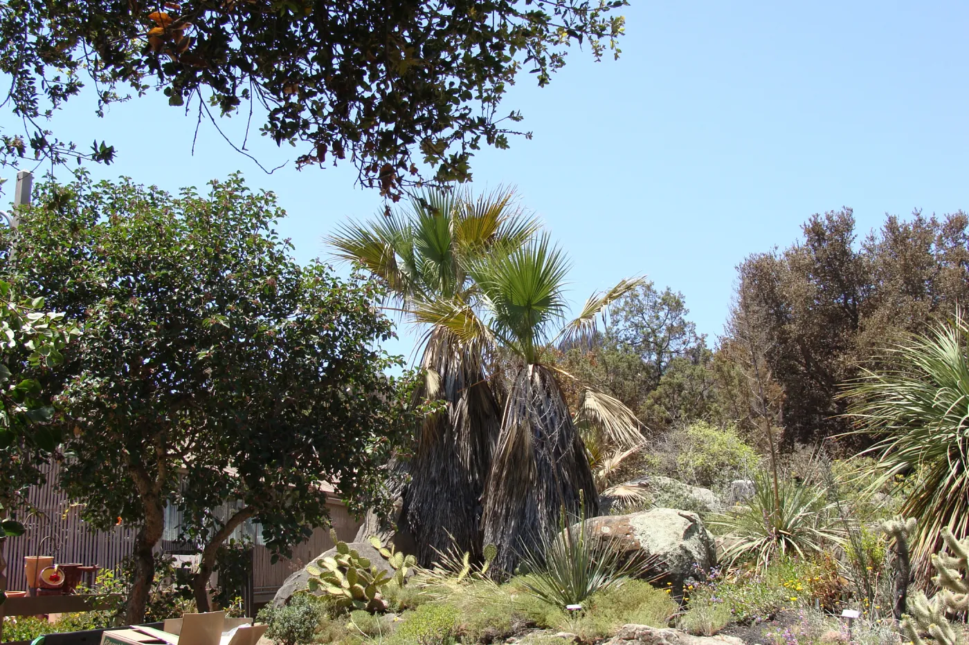 view of burned vegetation just beyond the Garden Growers Nursery and Desert Section, after the Jesusita Fire