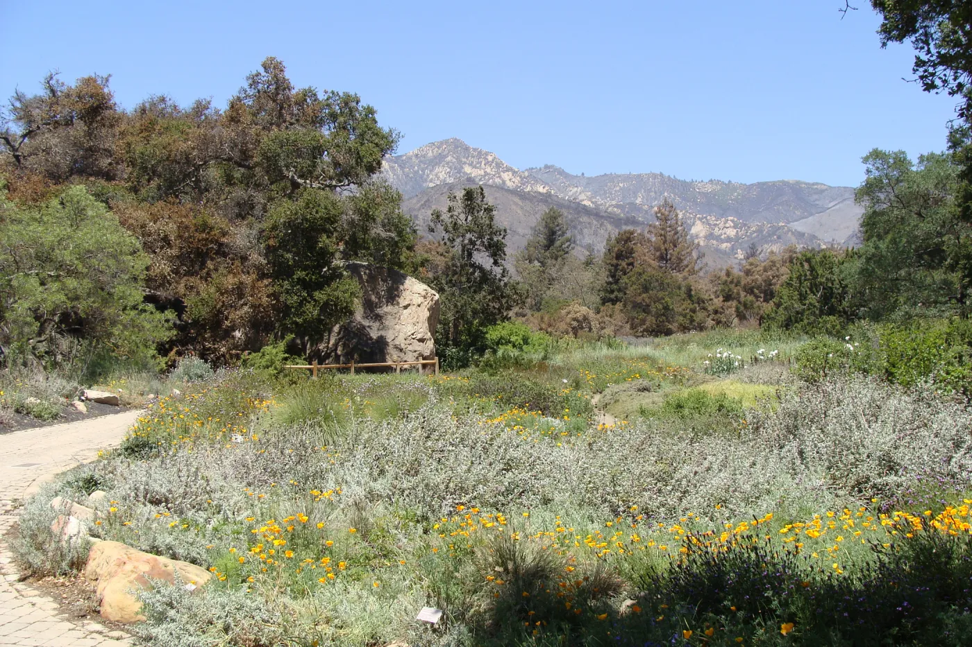 burned vegetation surrounds the Meadow, after the Jesusita Fire
