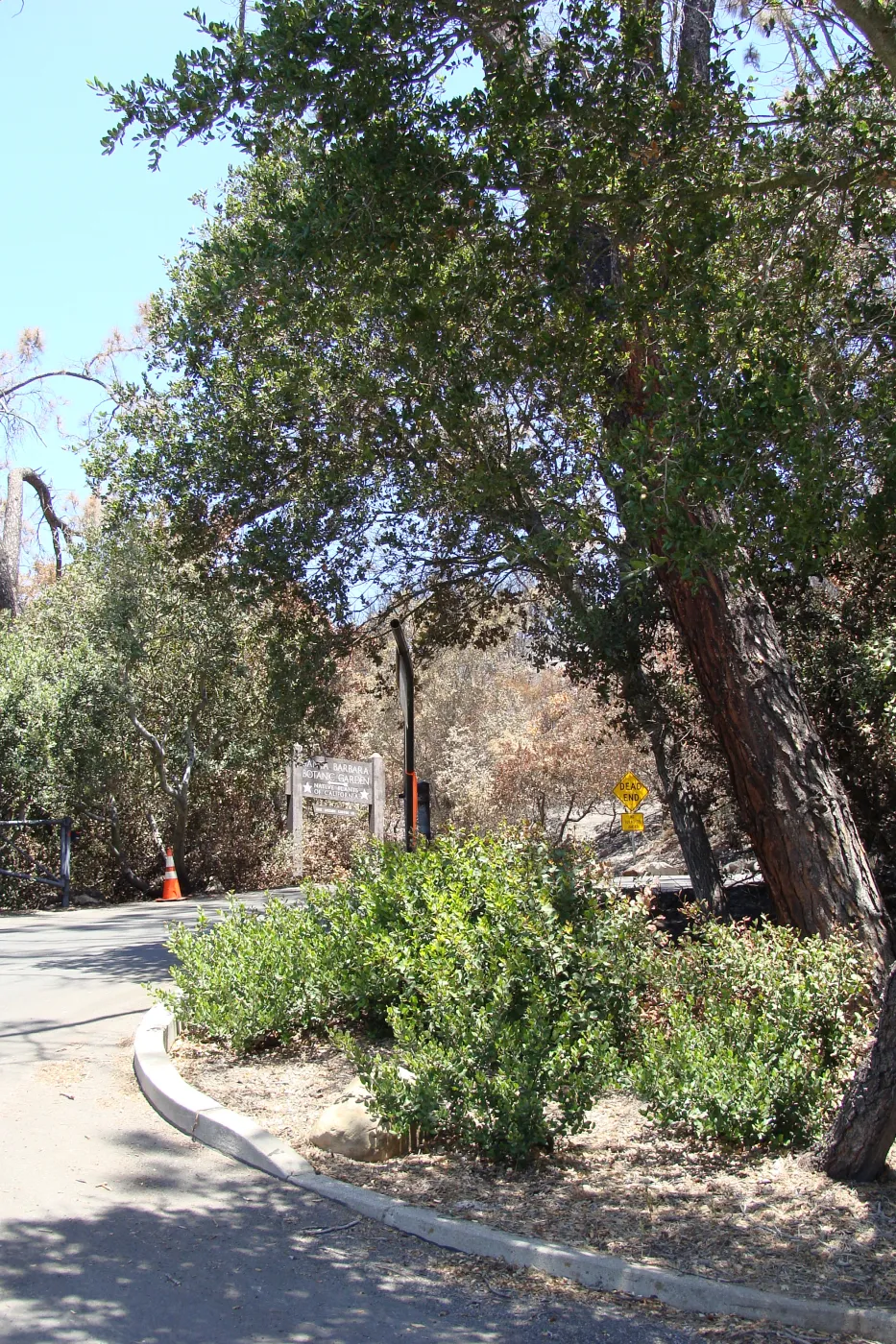 viewing up the entrance driveway to the SBBG entrance sign on Mission Canyon Road, after the Jesusita Fire
