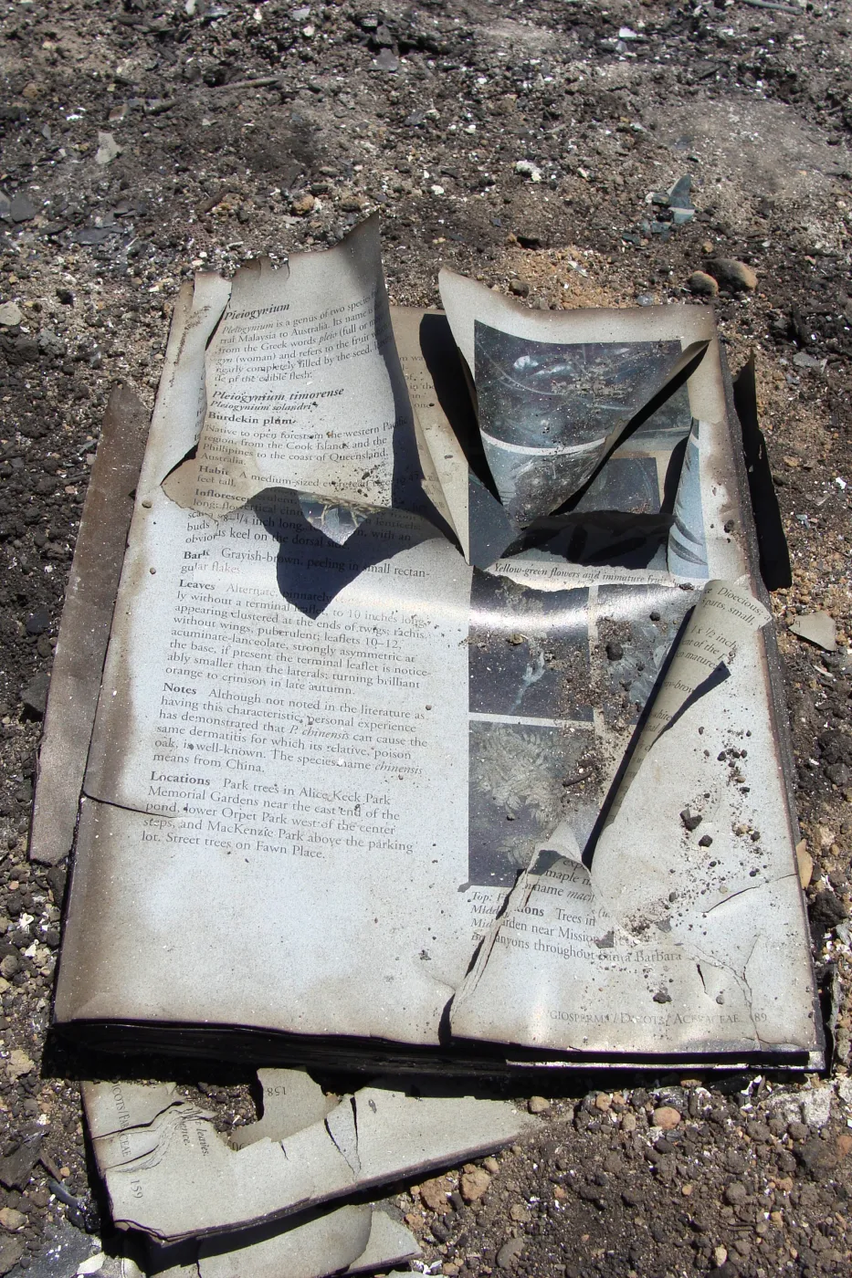 burned pages from a copy of 'Trees of Santa Barbara', after the Jesusita Fire
