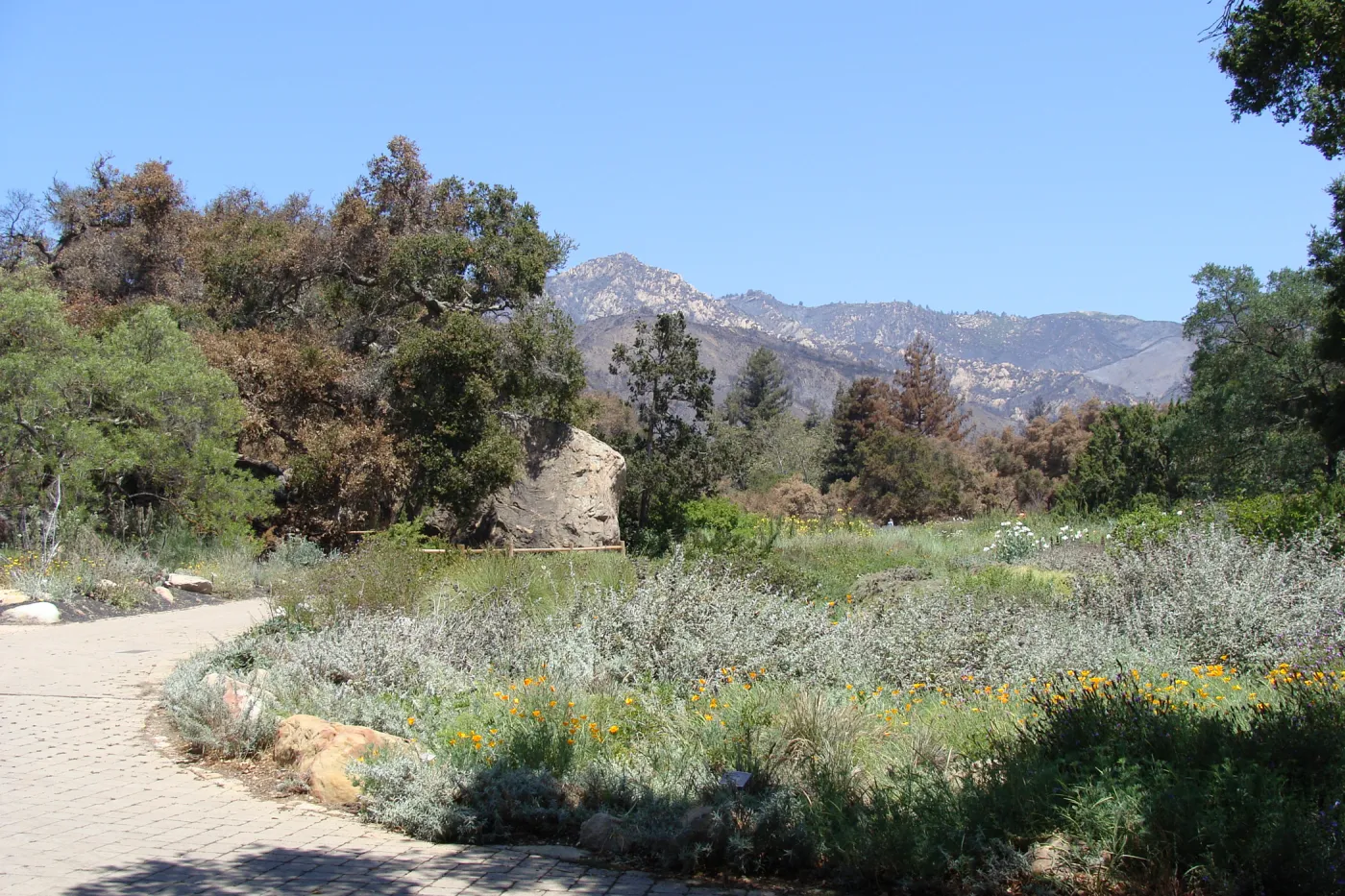 Meadow oaks singed by the Jesusita Fire