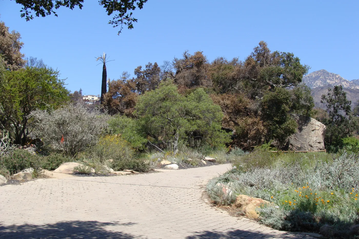 view from the Garden entrance after the Jesusita Fire