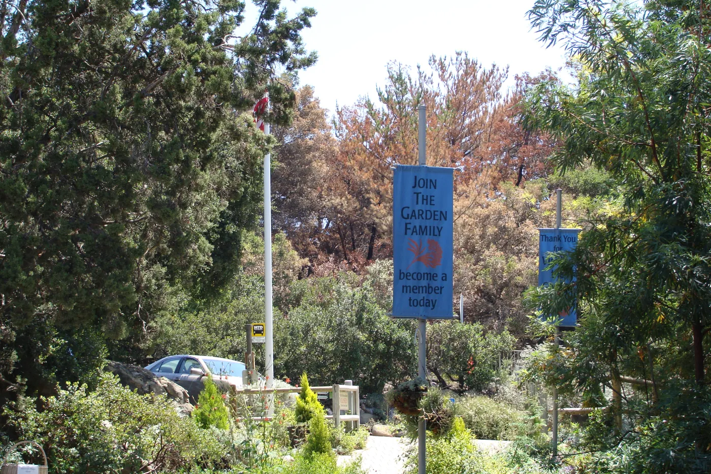 Entrance banners, view of burned trees on the Porter Trail, after the Jesusita Fire
