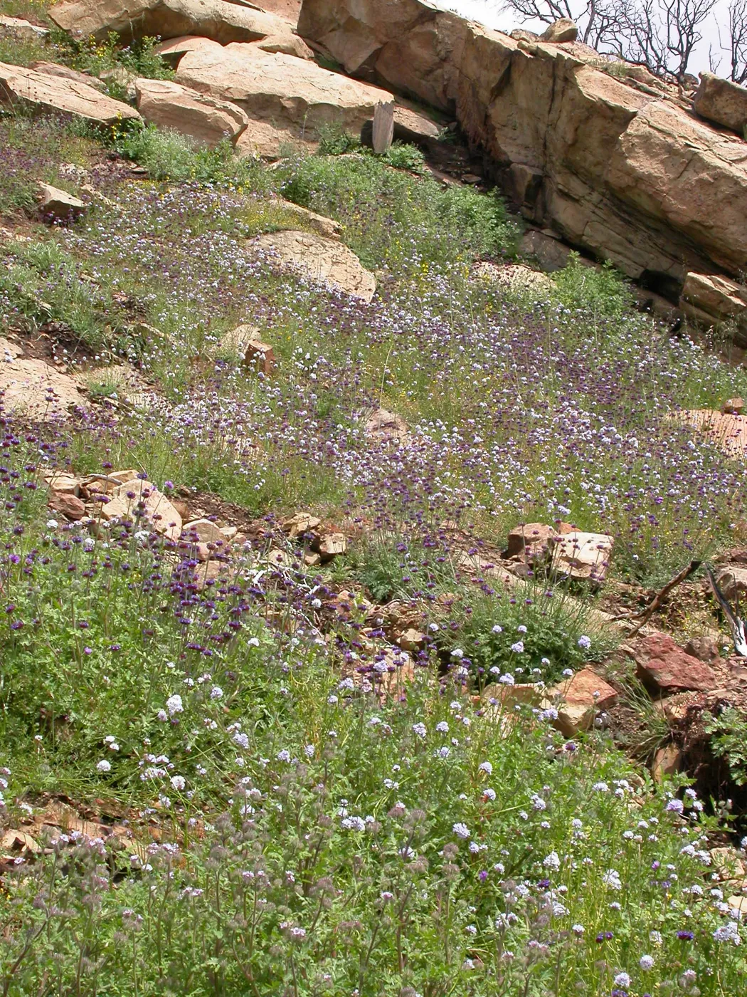 Derrydale burn area, Hwy 33, Derrydale Creek