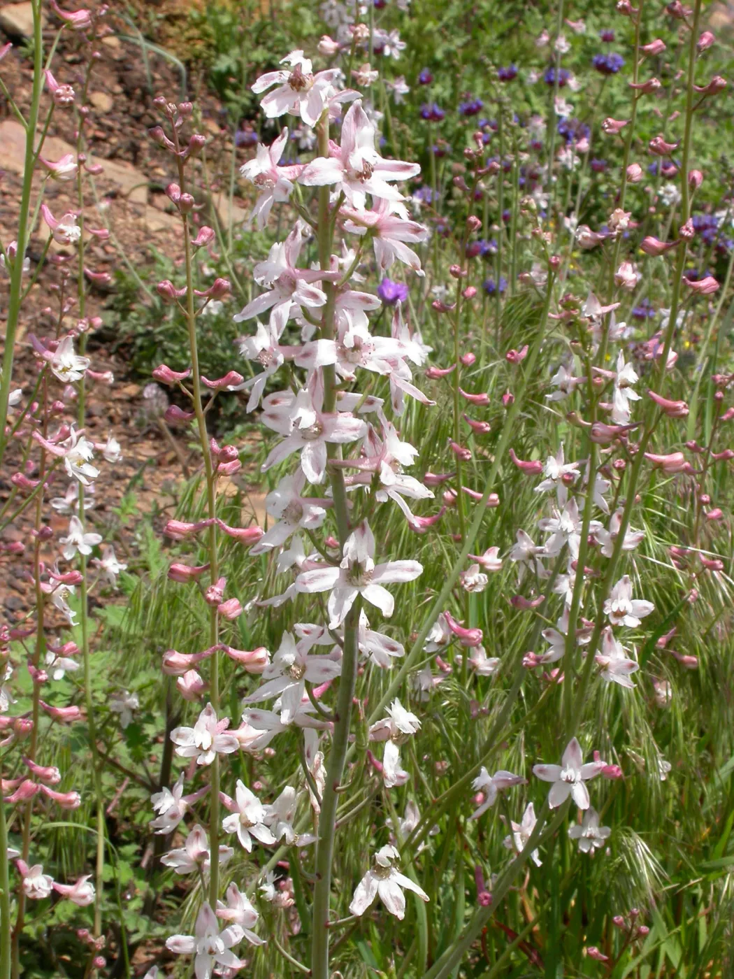 Delphinium parishii ssp. pallidum, Hwy 33, Derrydale Creek