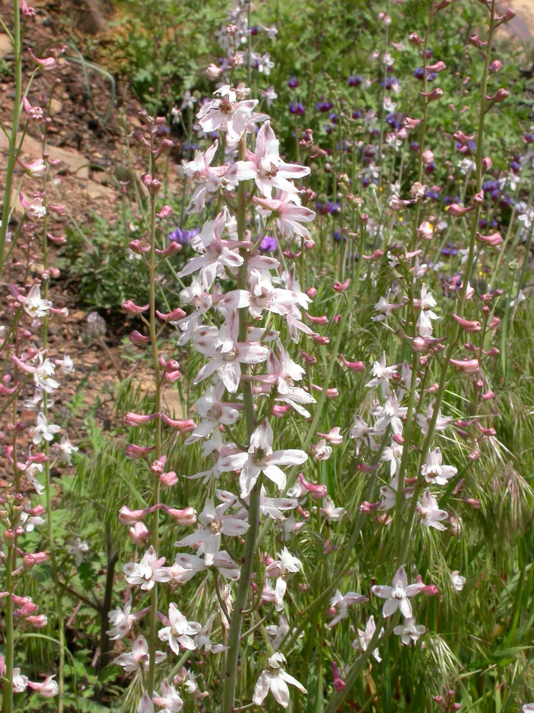 Delphinium parishii ssp. pallidum, Hwy 33, Derrydale Creek