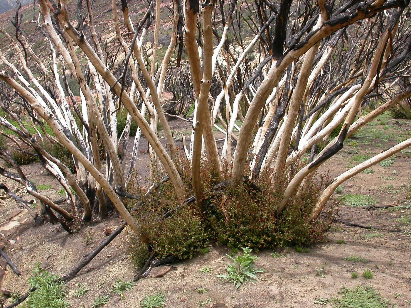 Stump sprounting oaks, Hwy 33, Derrydale Creek