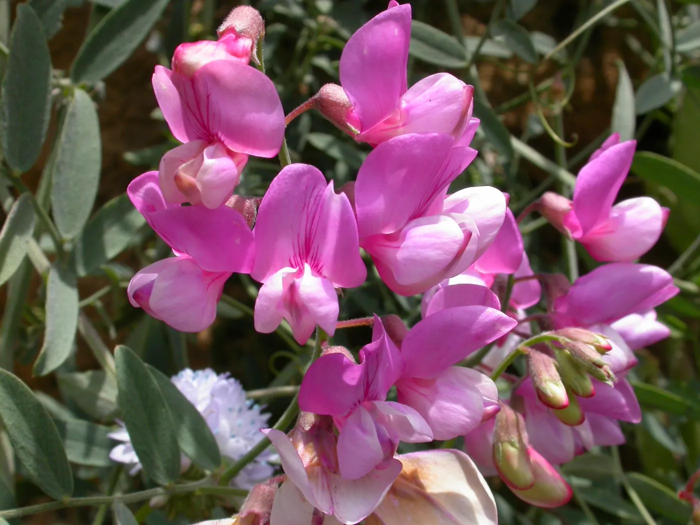 Lathyrus vestitus, Hwy 33, Derrydale Creek