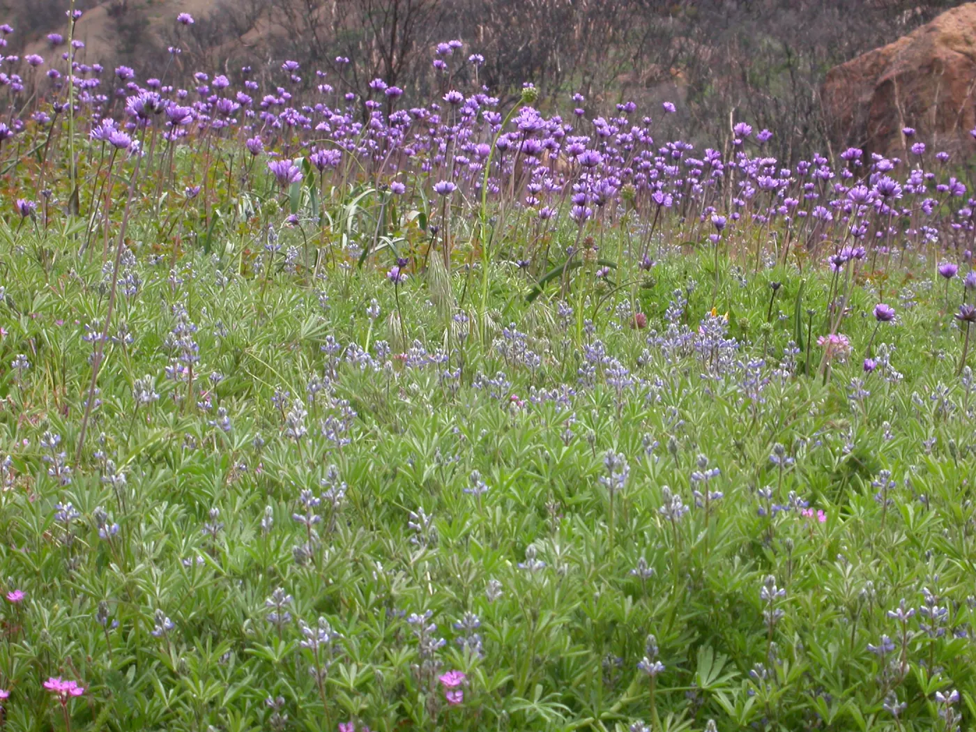 Dichelostemma capitatum, Hwy 33, Derrydale Creek