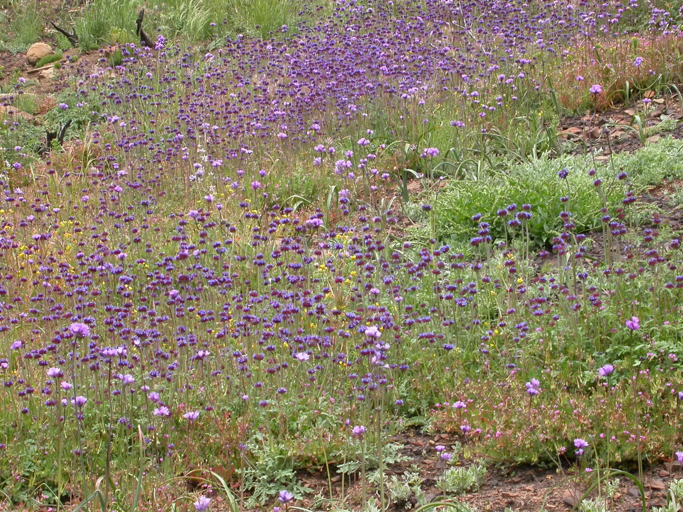Post Burn wildflowers, Hwy 33, Derrydale Creek