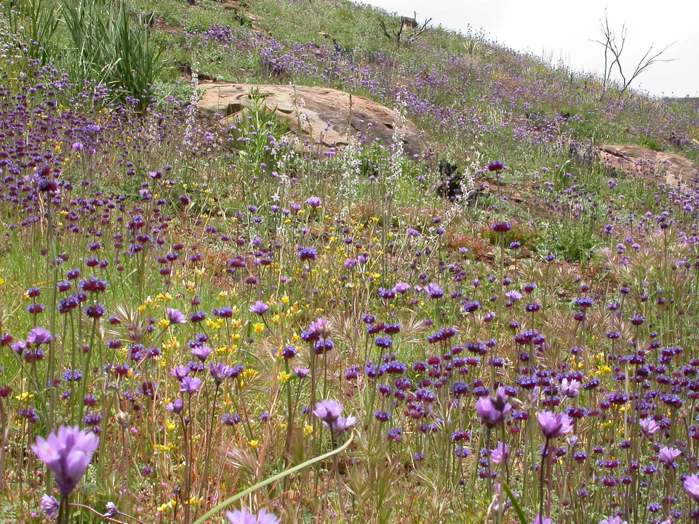 Post Burn Wildflowers, Hwy 33, Derrydale Creek